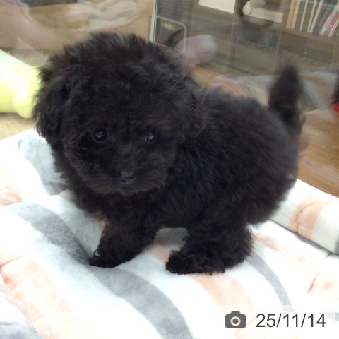 トイ・プードルの写真