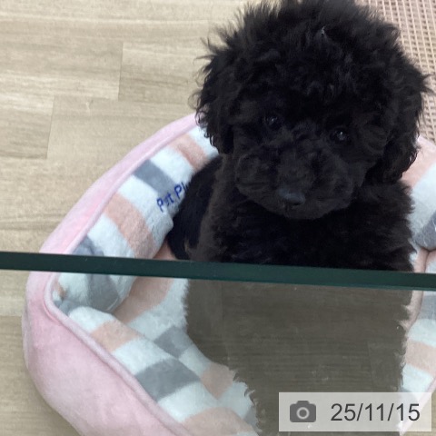 トイ・プードルの写真