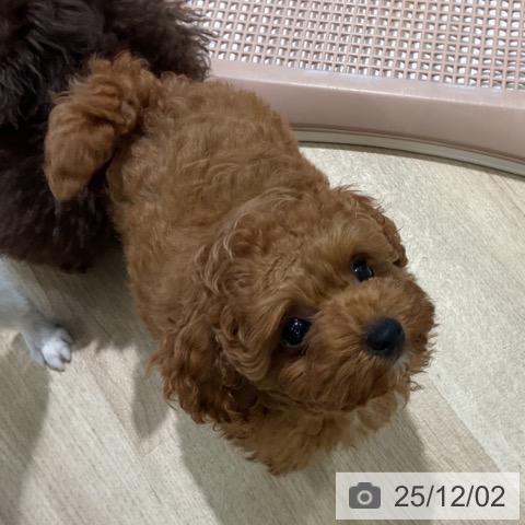 三重県のトイプードル(トイ) (ペットプラス 鈴鹿店/2025年9月11日生まれ/男の子/レッド)の子犬の4枚目の画像