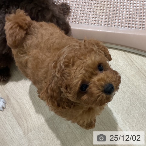 三重県のトイプードル(トイ) (ペットプラス 鈴鹿店/2025年9月11日生まれ/男の子/レッド)の子犬の3枚目の画像