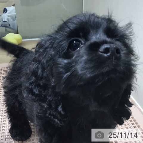 アメリカン・コッカー・スパニエルの写真