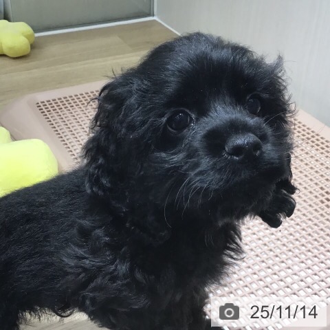 アメリカン・コッカー・スパニエルの写真