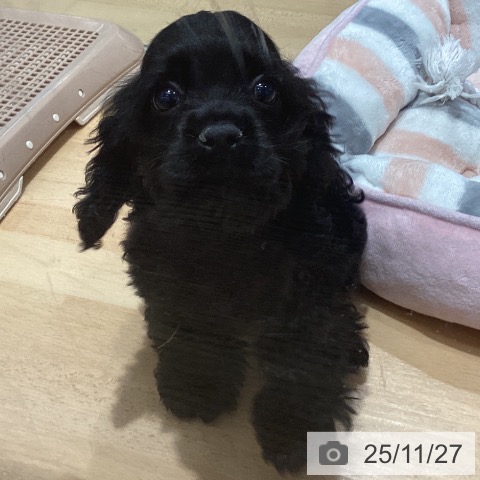 埼玉県のアメリカンコッカースパニエル (ペットプラス 羽生店/2025年9月12日生まれ/女の子/ブラック)の子犬の4枚目の画像