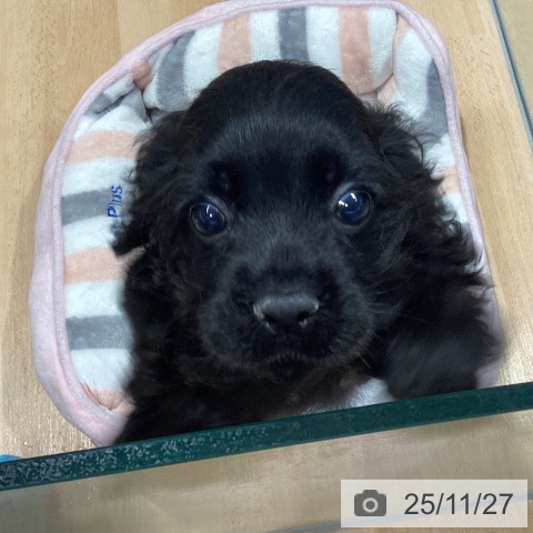 埼玉県のアメリカンコッカースパニエル (ペットプラス 羽生店/2025年9月12日生まれ/女の子/ブラック)の子犬の3枚目の画像