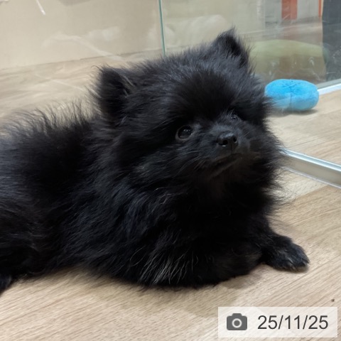 埼玉県のポメラニアン (ペットプラス ららぽーと富士見店/2025年9月11日生まれ/男の子/ブラック)の子犬の3枚目の画像