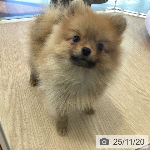 千葉県のポメラニアン (ペットプラス 木更津店/2025年9月11日生まれ/女の子/オレンジ)の子犬の4枚目の画像