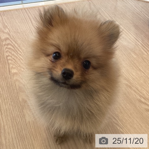 千葉県のポメラニアン (ペットプラス 木更津店/2025年9月11日生まれ/女の子/オレンジ)の子犬の3枚目の画像