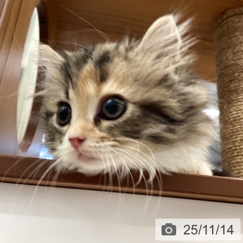 ラガマフィンの写真