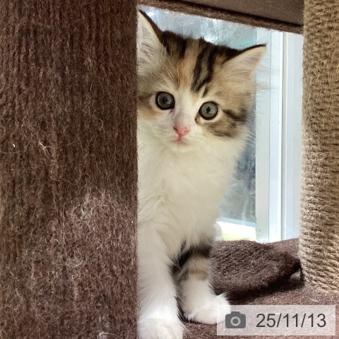 ラガマフィンの写真