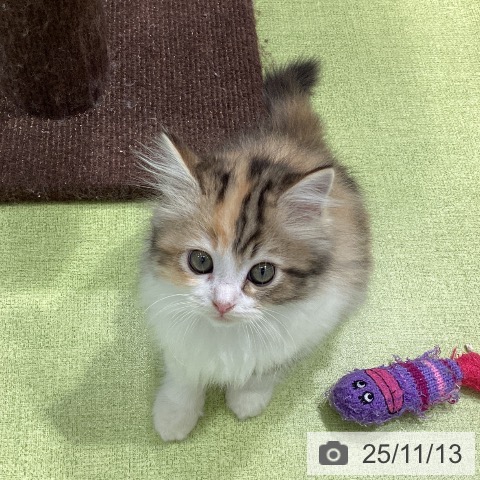 ラガマフィンの写真