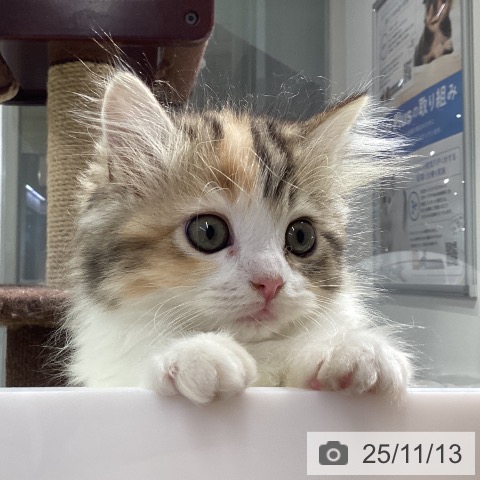 ラガマフィンの写真