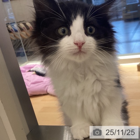 鹿児島県のノルウェージャンフォレストキャット (ペットプラス 姶良店/2025年9月6日生まれ/男の子/ブラックホワイト)の子猫の4枚目の画像