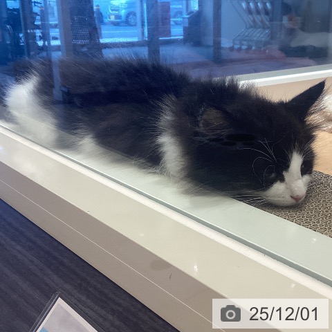 鹿児島県のノルウェージャンフォレストキャット (ペットプラス 姶良店/2025年9月6日生まれ/男の子/ブラックホワイト)の子猫の3枚目の画像