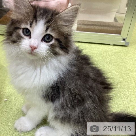ノルウェージャンフォレストキャットの写真