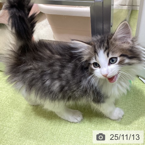 ノルウェージャンフォレストキャットの写真