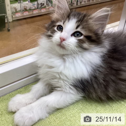 ノルウェージャンフォレストキャットの写真