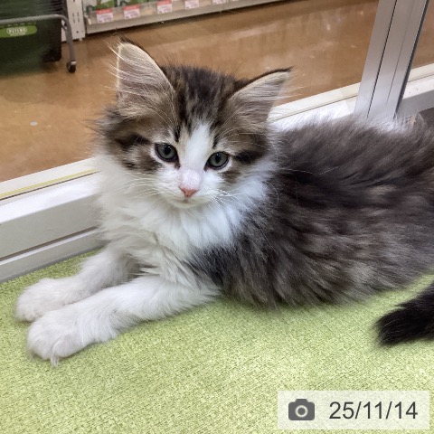 ノルウェージャンフォレストキャットの写真