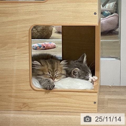 ノルウェージャンフォレストキャットの写真