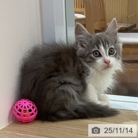 ノルウェージャンフォレストキャットの写真