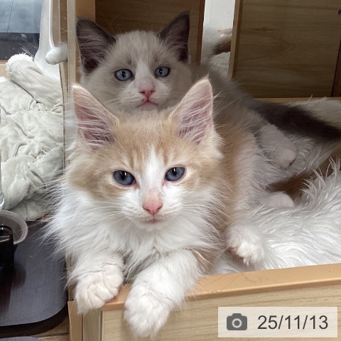 ノルウェージャンフォレストキャットの写真