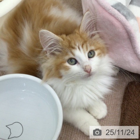 宮城県のノルウェージャンフォレストキャット (ペットプラス 名取店/2025年9月10日生まれ/女の子/レッドタビーホワイト)の子猫の4枚目の画像