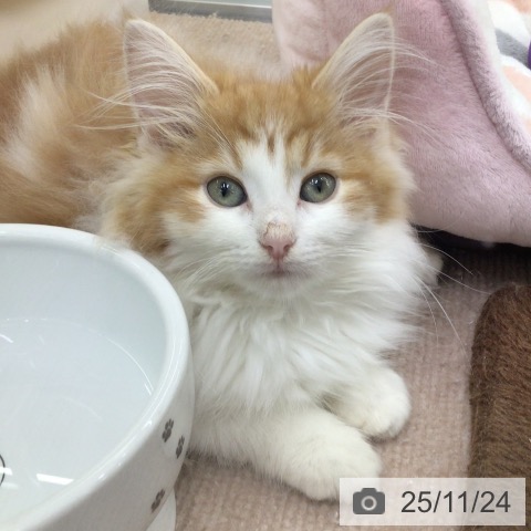 宮城県のノルウェージャンフォレストキャット (ペットプラス 名取店/2025年9月10日生まれ/女の子/レッドタビーホワイト)の子猫の3枚目の画像