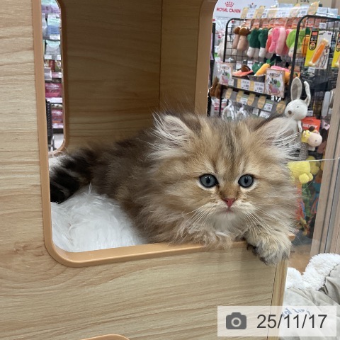 スコティッシュフォールドの写真