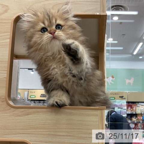 スコティッシュフォールドの写真