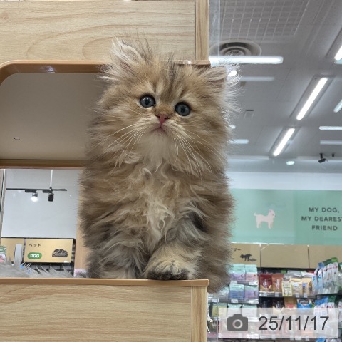 スコティッシュフォールドの写真