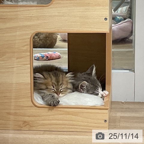 スコティッシュフォールドの写真