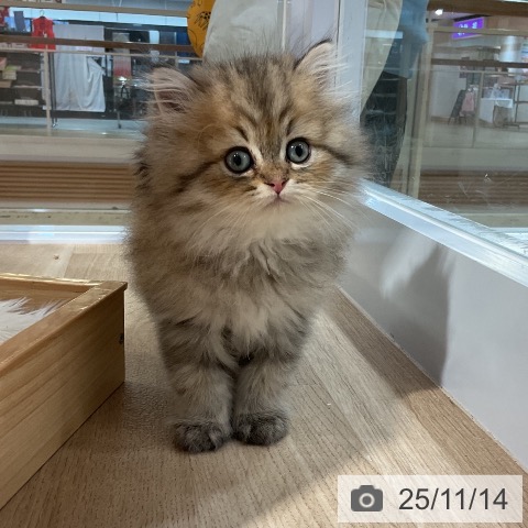 スコティッシュフォールドの写真