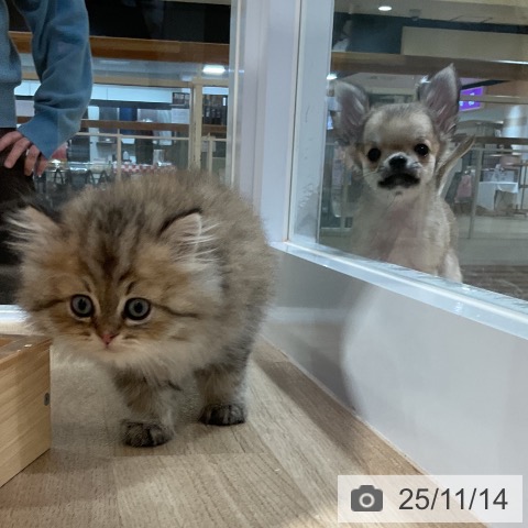 スコティッシュフォールドの写真