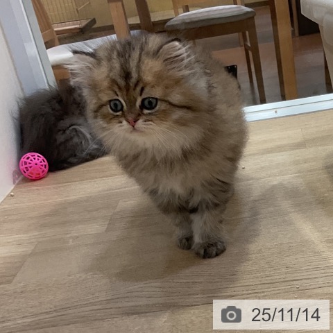 スコティッシュフォールドの写真