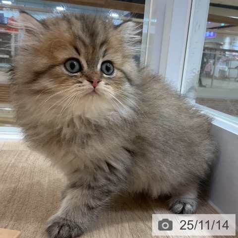 スコティッシュフォールドの写真