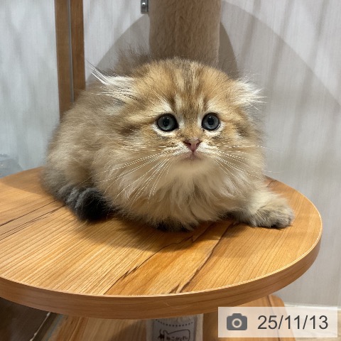 スコティッシュフォールドの写真