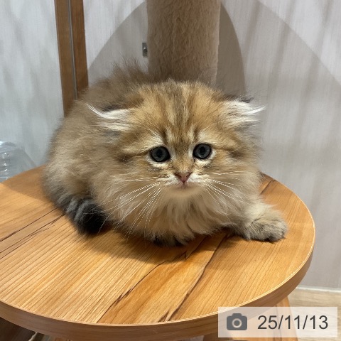 スコティッシュフォールドの写真