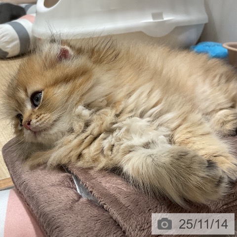 スコティッシュフォールドの写真