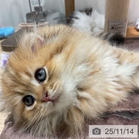 スコティッシュフォールドの写真