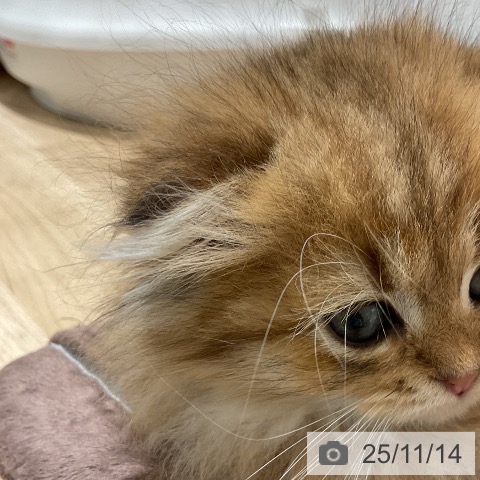 スコティッシュフォールドの写真