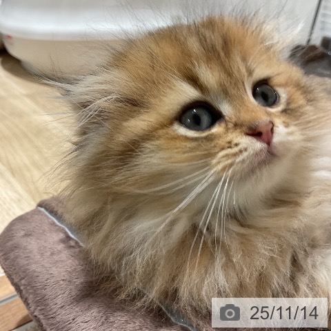 スコティッシュフォールドの写真