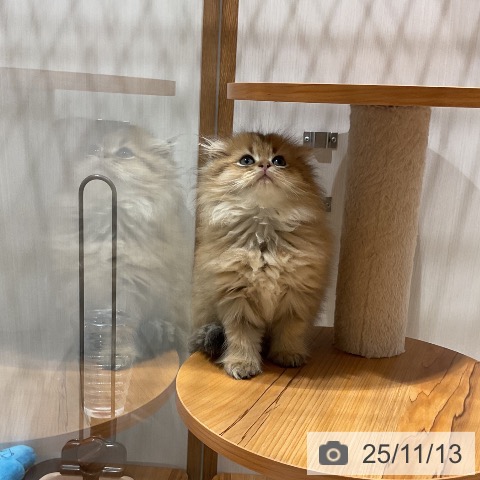 スコティッシュフォールドの写真