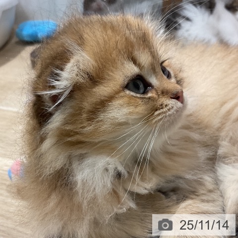 スコティッシュフォールドの写真