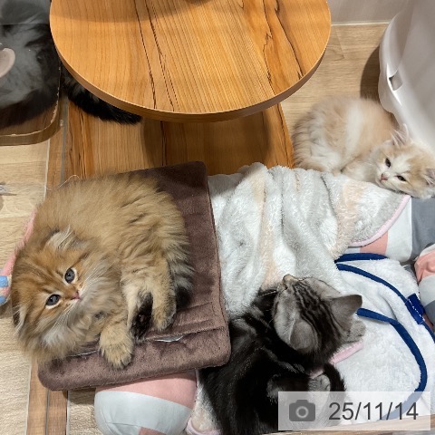 スコティッシュフォールドの写真