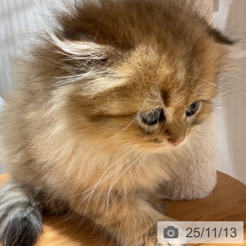 スコティッシュフォールドの写真