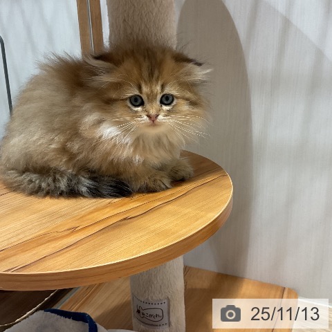 スコティッシュフォールドの写真