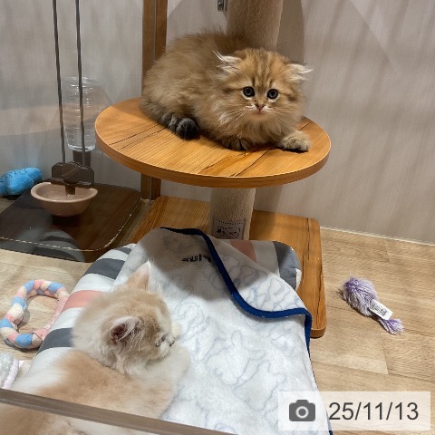 スコティッシュフォールドの写真