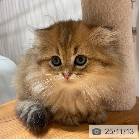 スコティッシュフォールドの写真