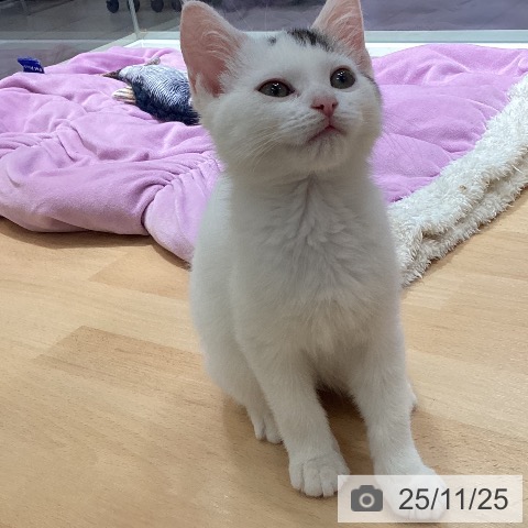 福岡県のスコティッシュフォールド (ペットプラス MARK IS 福岡ももち店/2025年9月5日生まれ/男の子/シルバータビーホワイト)の子猫の4枚目の画像