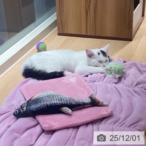 福岡県のスコティッシュフォールド (ペットプラス MARK IS 福岡ももち店/2025年9月5日生まれ/男の子/シルバータビーホワイト)の子猫の3枚目の画像