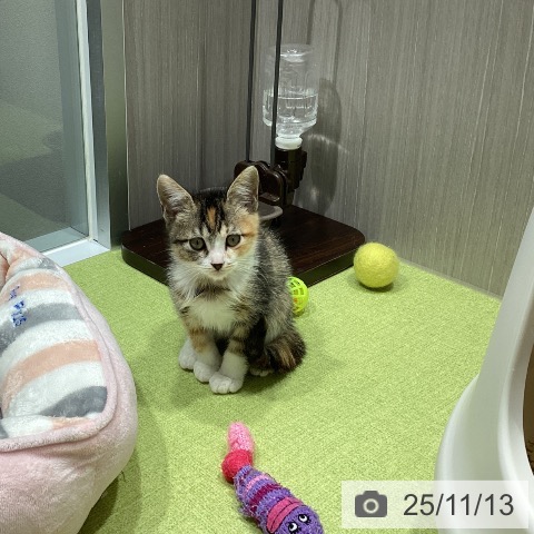 スコティッシュフォールドの写真